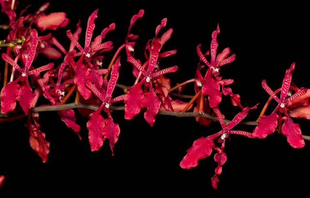 Renanthera imshootiana