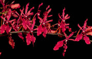 Renanthera imshootiana