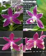 Load image into Gallery viewer, Phalaenopsis speciosa 'Plaid'