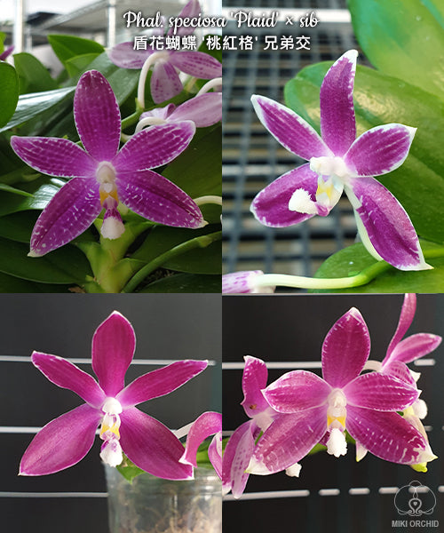 Phalaenopsis speciosa 'Plaid'