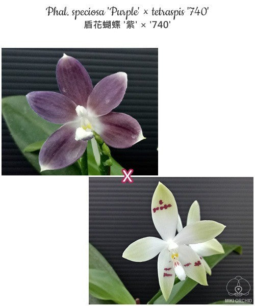 Phalaenopsis speciosa 'Purple' × tetraspis '740'