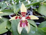 Carica l'immagine nel visualizzatore Galleria, Phalaenopsis speciosa Solid Red x cochlearis