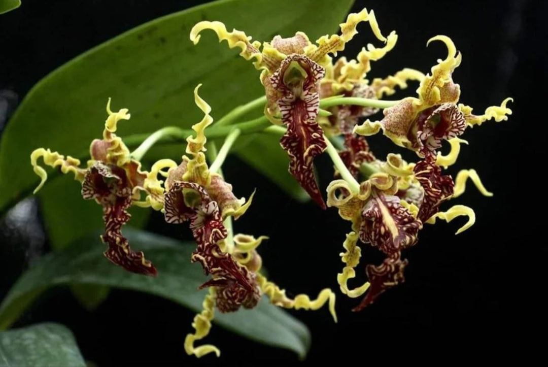 Dendrobium spectabile