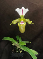 Carica l&#39;immagine nel visualizzatore Galleria, Paphiopedilum spicerianum
