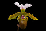 Carica l&#39;immagine nel visualizzatore Galleria, Paphiopedilum spicerianum
