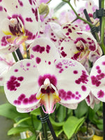 Carica l&#39;immagine nel visualizzatore Galleria, Phalaenopsis Spotty Purple

