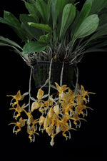 Carica l&#39;immagine nel visualizzatore Galleria, Stanhopea jenischiana
