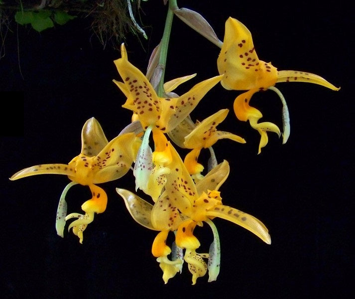 Stanhopea jenischiana