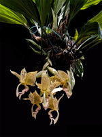 Carica l&#39;immagine nel visualizzatore Galleria, Stanhopea oculata
