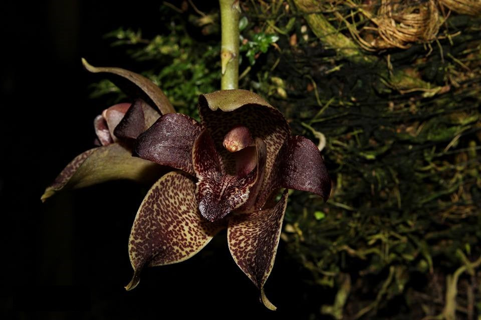 Grammatophyllum stapeliiflorum