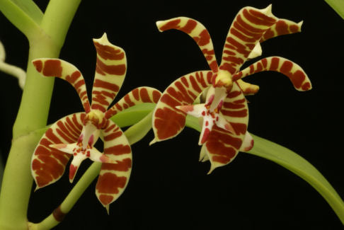 Staurochilus fasciatus