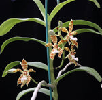 Load image into Gallery viewer, Staurochilus fasciatus
