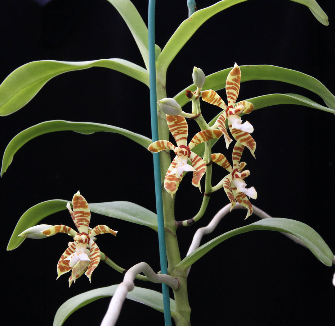 Staurochilus fasciatus
