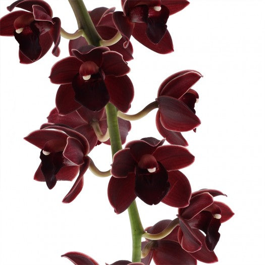 Cymbidium Street Tango