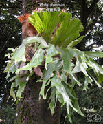 Load image into Gallery viewer, Platycerium stemaria
