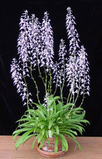 Carica l&#39;immagine nel visualizzatore Galleria, Stenoglottis longifolia
