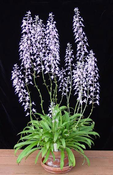 Stenoglottis longifolia