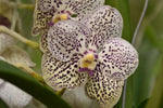 Load image into Gallery viewer, Vanda Purple Confetti
