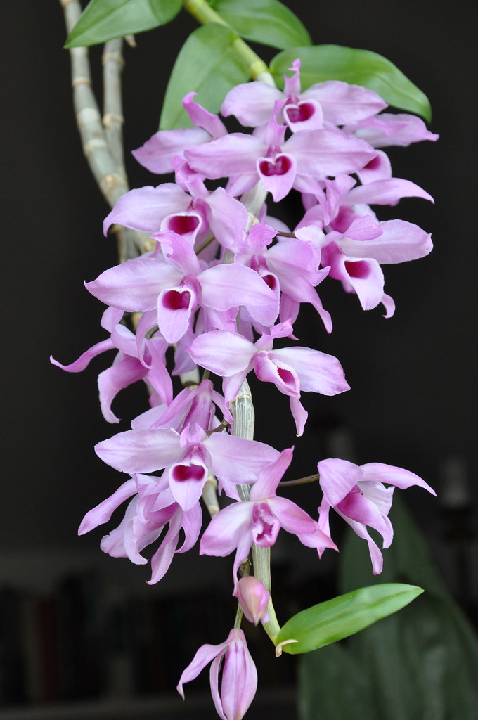 Dendrobium (supernestor s/ax parishii s/a)