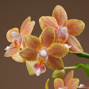 Phalaenopsis Table Masterpiece