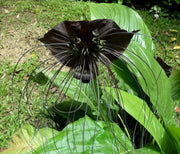 Tacca chantrieri
