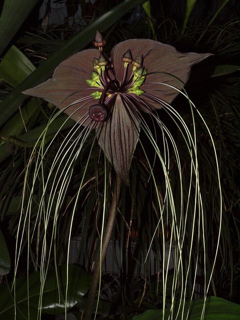 Tacca chantrieri