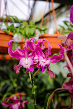 Carica l&#39;immagine nel visualizzatore Galleria, Laelianthe Tandaleyo (Guarianthe bowringiana × Laelia undulata)
