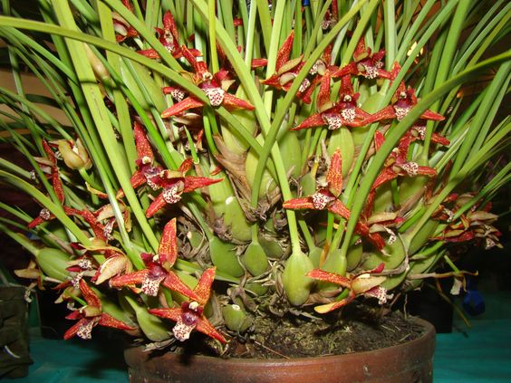 Maxillaria tenuifolia x sanguinea