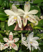 Carica l&#39;immagine nel visualizzatore Galleria, Phalaenopsis tetraspis &#39;C1&#39; × &#39;Mr. Huang&#39;
