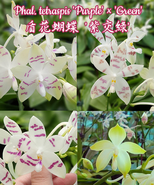 Phalaenopsis tetraspis 'Purple' × 'Green'