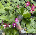 Carica l'immagine nel visualizzatore Galleria, Phalaenopsis tetraspis (red x livida)