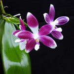 Carica l'immagine nel visualizzatore Galleria, Phalaenopsis tetraspis (red x purple)