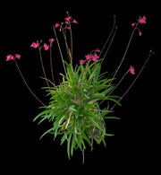 Tetratonia Dark Prince (Broughtonia sanguinea × Tetramicra canaliculata)