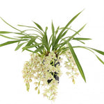 Carica l&#39;immagine nel visualizzatore Galleria, Cymbidium Cascade &#39;Thana&#39;
