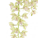 Carica l&#39;immagine nel visualizzatore Galleria, Cymbidium Cascade &#39;Thana&#39;
