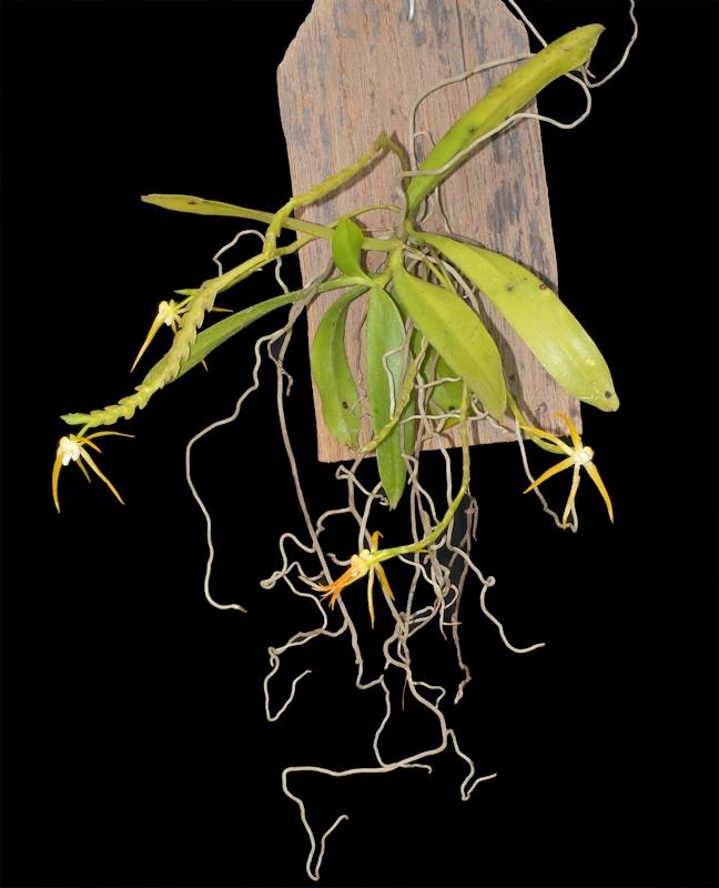 Thrixspermum centipeda