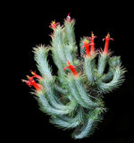 Load image into Gallery viewer, Tillandsia funckiana
