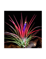 Carica l&#39;immagine nel visualizzatore Galleria, Tillandsia Ionantha red
