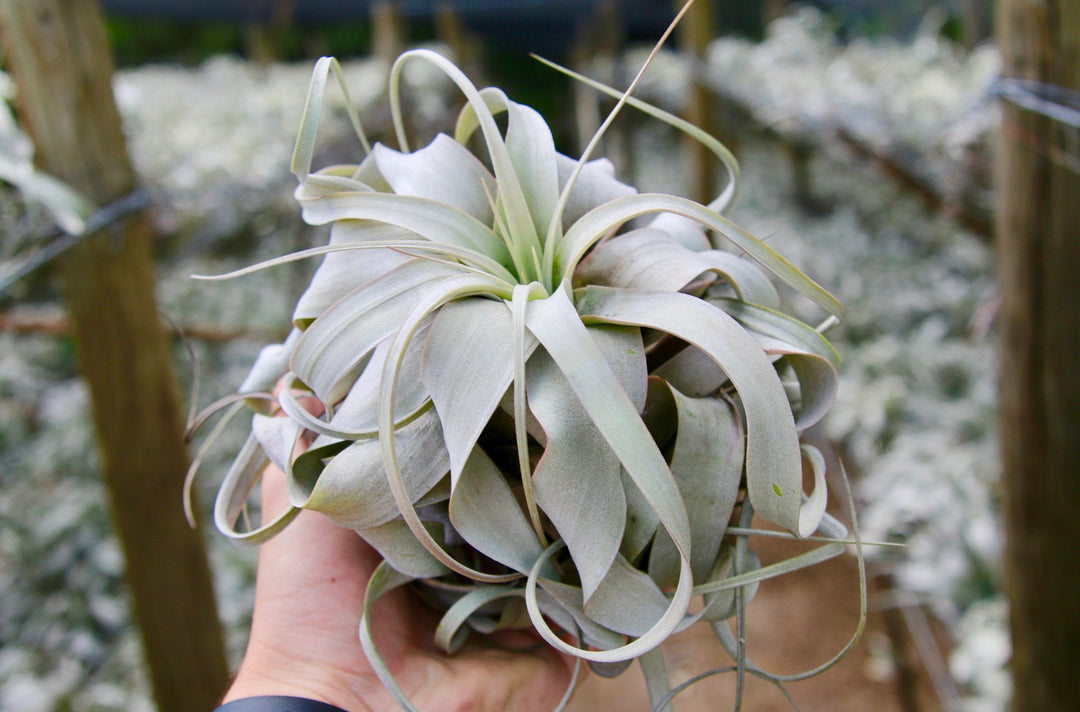 Tillandsia xerographica