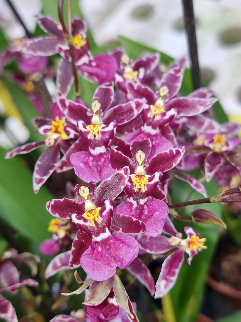 Oncidium Titanium Treasure