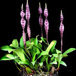 Load image into Gallery viewer, Bulbophyllum purpureorhachis