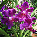 Load image into Gallery viewer, Papilionanda Chao Praya Violet