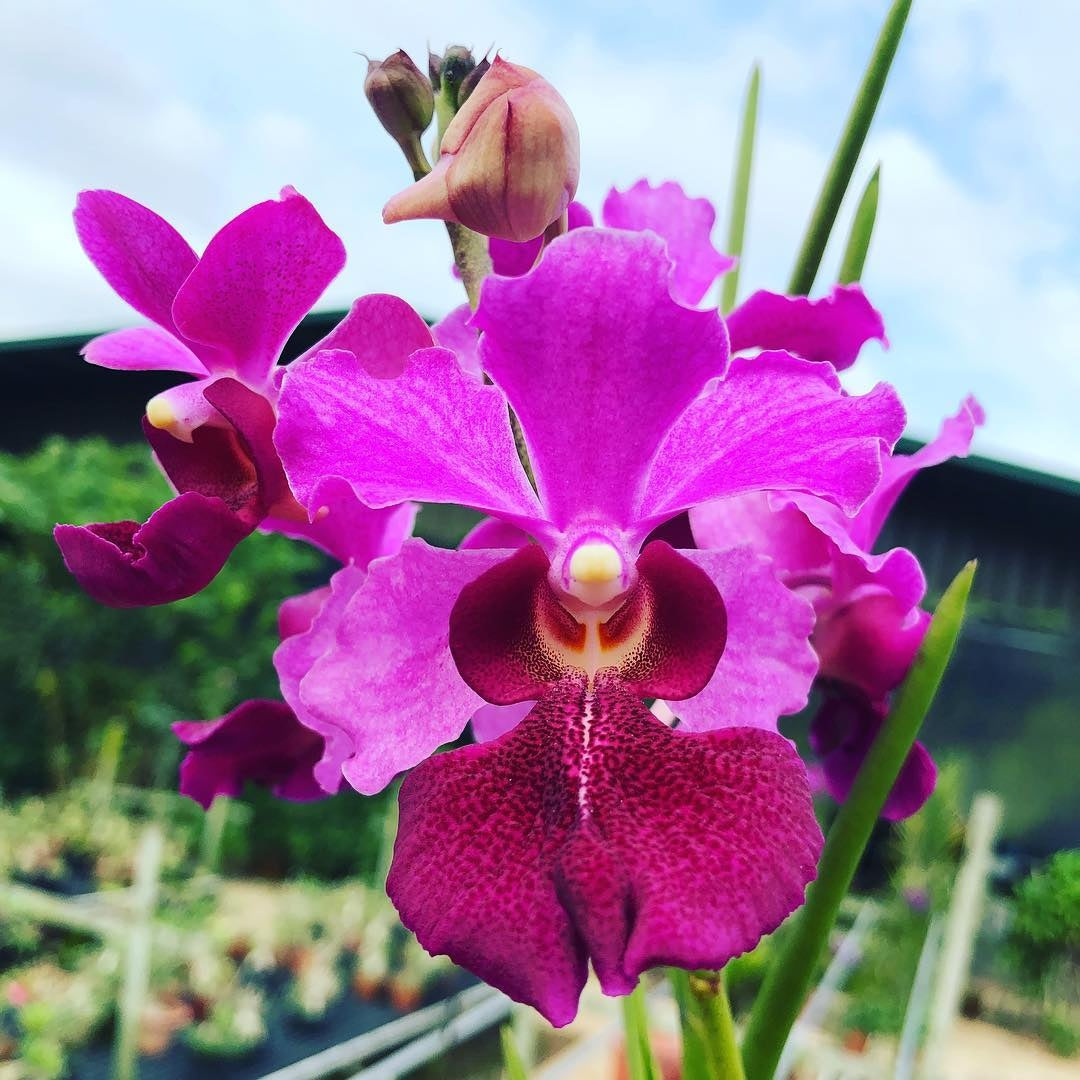 Papilionanda Ruby Prince