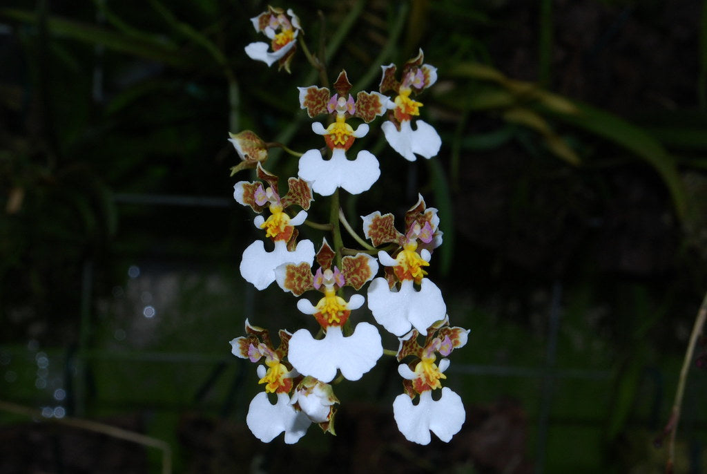 Tolumnia guttata cv. Hamilton