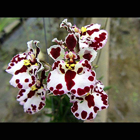 Tolumnia Jairak Firm 'Dalmatian'