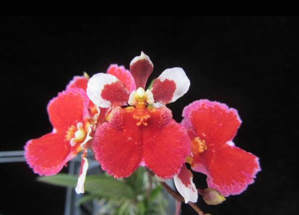 Tolumnia Jairak Firm 'Red Crystal'