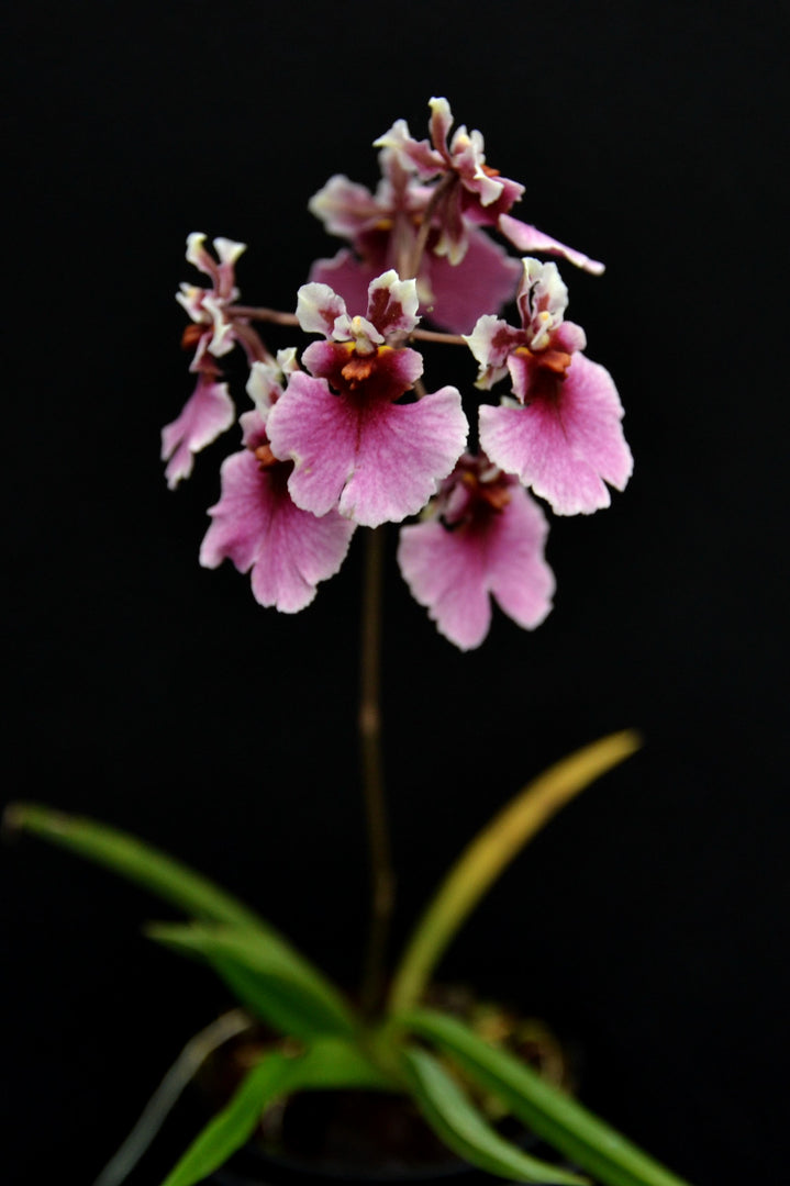 Tolumnia Jairak rainbow "big Red"