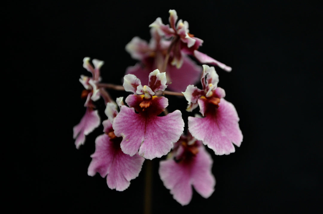 Tolumnia Jairak rainbow "big Red"