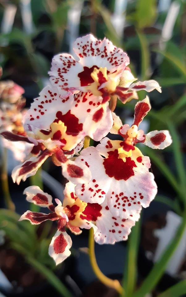 Tolumnia Jairak Flyer 'Corona'