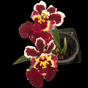 Tolumnia Jairak Flyer 'Magic'